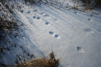 tracks-on-snow