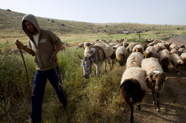 Palestinian sheep